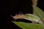 Eastern hophornbeam